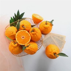 기타 [초록자연] 제주 한라봉 3kg(9-10과), 1개