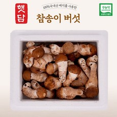 [3+1]햇담 참송이버섯 정품 특사이즈 최상급 농협에 납품하는 무농약 이천 참송이버섯, 1박스, 500g