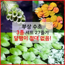 [착한수초] 부상 수초 3종 세트 27줄기 달팽이 없는 수초 어항 키우기 쉬운 초보수초 구피 새우 치어 베타 은신처, 1개