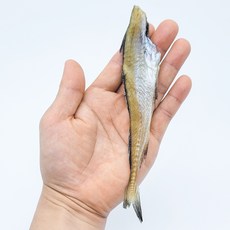 조미 두절 노가리 두툼한 크기, 1개, 250g, 노가리(중)