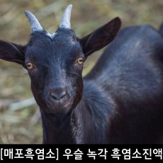 매포흑염소 TOP01