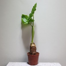 알로카시아키링