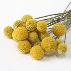 드라이플라워석고