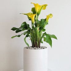 햇살농장 카라꽃 인테리어 화분 공기정화식물 봄꽃 거실화분, 화분+받침대, 1개