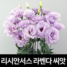 라벤더 리시안셔스 씨앗 리시안서스 종자 꽃씨 10알, 1개