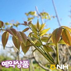 지리산농협하나로마트-24년 햇 옻순 로컬푸드상품(4월중순 순차발송), 1kg, 1개