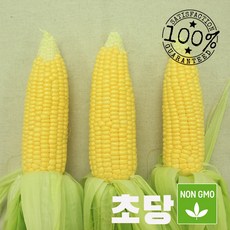 보성 꿀맛 초당옥수수(맛과 품질을 보장합니다), 1박스, 10개