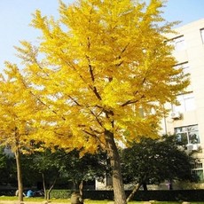 은행나무묘목