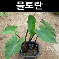 물토란