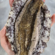 산지직송 진도 활전복 꼬마 전복 명절선물세트 설명절 추석명절선물세트 1kg, 1세트