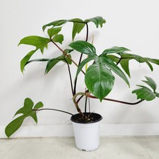 플로리다뷰티