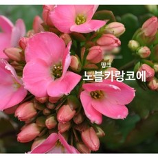 관엽/구근식물 노블카랑코에 갈색플라스틱 모종 3개(L0658), 3개