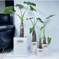 알로카시아 식물인테리어 실내 공기정화식물, 대형, 1개