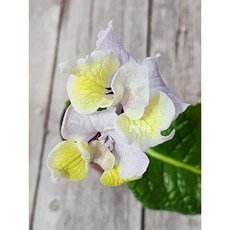 스트렙토카르푸스 UA-라임, 1개