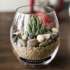 러브피어리 다육테라리움 미니화분 DIY KIT, 월동자
