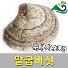 말굽버섯차