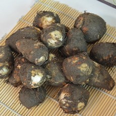 곡성 무농약 생 토란 3kg /2024년 햇토란 출하시작, 3kg(1개), 1개, 1개