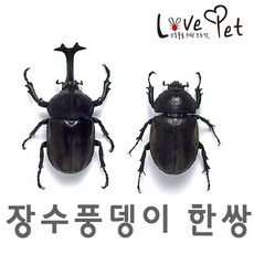 러브펫 장수풍뎅이 한쌍, 1마리