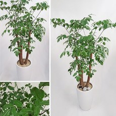 햇살농장옥수수