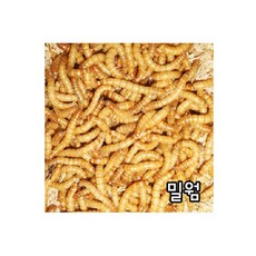 [도치퀸] 영양만점 살아있는 밀웜 고슴도치 간식 햄스터 간식, 500마리