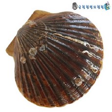 활가리비