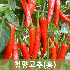 홍청양고추