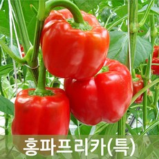 삼색파프리카냉동