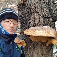 자연산상황버섯 (갓상황) 150g 재배아님 국내산, 1개