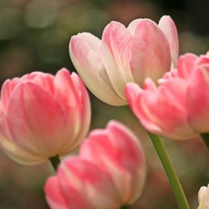 라튤립프래그런스오일