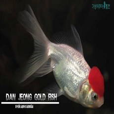 (주)가성아쿠아홈펫 단정 금붕어 1마리 (8~10cm), 3마리