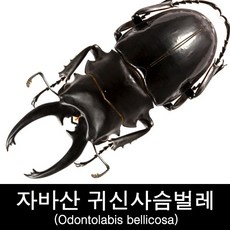 자바산귀신사슴벌레표본/Odontolabis bellicosa, 수컷65-69mm, 수컷65-69mm