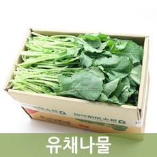 추천10유채나물