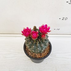 비화옥