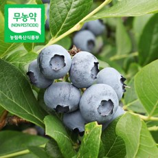 국산 무농약 블루베리 냉동 산지직송, 1박스, 23년 햇 블루베리(냉동과) 최상품 1kg