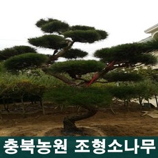 충북농원 조경수로 으뜸인 명품 조형소나무, 조형소나무 70년생, 1개