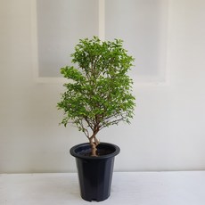 아기별자스민