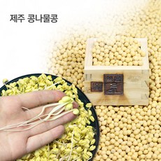 와이쇼핑 제주 콩나물콩 23년산 발아율최고 무농약 풍산품종 햇콩 낫토용콩, 1개, 1kg