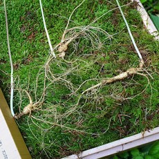한국인삼유통공사 (9203) 산양산삼 11년이상 3뿌리 장뇌삼 산양삼 산삼, 1세트, 금보자기+파란색노리개