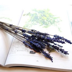 THEVOM(더봄) 라벤더 한 묶음 (프리저브드), 선택안함