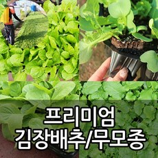 갑조네 김장배추 배추모종 불암플러스, 불암플러스배추(30~35개) 개별배송