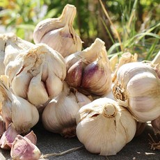 친환경팔도 [산지직송] 22년 수확 황토 무안 햇 통마늘(남도/대) 2kg, 1개