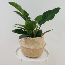 햇살농장옥수수