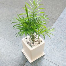 꽃피우는청년 키우기 쉬운 실내공기정화식물 사각 화이트 화분 (무광), 1개, 테이블야자