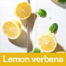 석고방향제향료