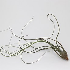 블룸 틸란드시아 붇지