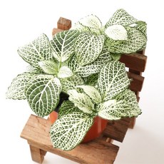 폴레드라이징스타