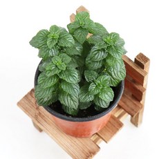 식용생화