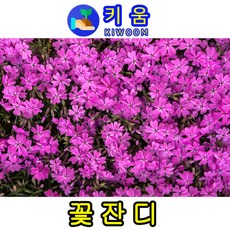 키움원예 [꽃잔디-홍설] 30본(개), 30개