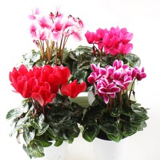 3f225fee-659f-4bd0-8100-496b9b14bd65.jpg