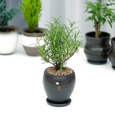 로즈마리수경재배